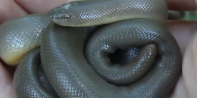 Salinas snake